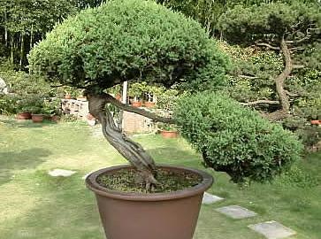Juniperus chinensis Bonsai seeds Chinese Juniper